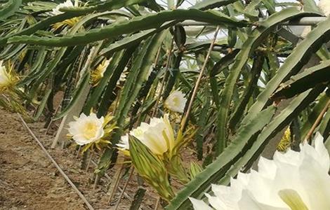 霸王花如何种植 霸王花怎样种植