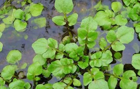 西洋菜栽培技术 西洋菜种植方法