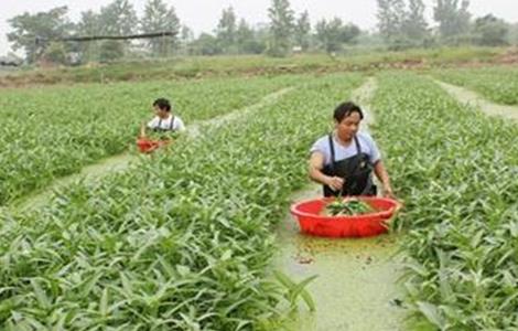 空心菜高产栽培技术（空心菜的栽培技术）