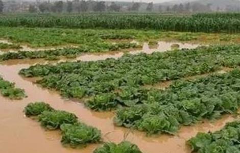 暴雨后蔬菜怎么管理 雨后蔬菜怎样管理