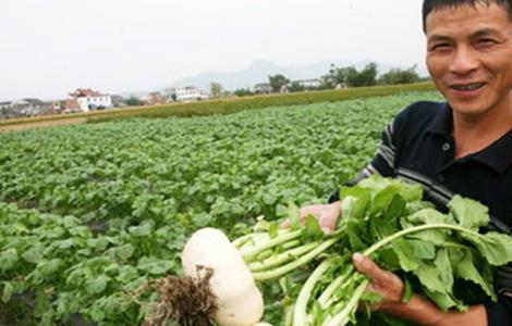 盤菜的種植技術(shù)