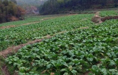 盤菜的種植技術(shù)