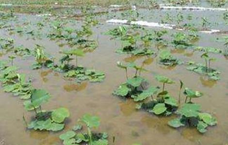 蓮藕什么時間種植好（蓮藕什么時間種植好呢）