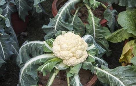 花椰菜的种植条件（花椰菜栽培要点）