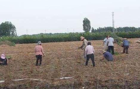 麦茬小辣椒 种植方法