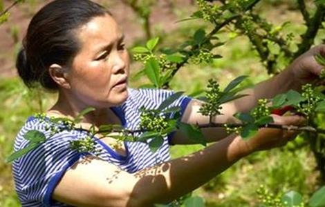 夏季花椒樹怎樣修剪（花椒樹夏季如何修剪）