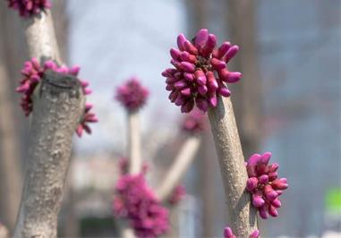 玉林适合养什么花，市花和市树是什么