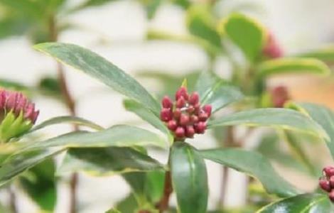 金邊瑞香有花蕾不開花怎么辦 金邊瑞香怎么不開花了