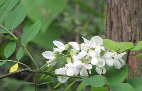 槐花一般幾月開花 槐花一般幾月開花啊