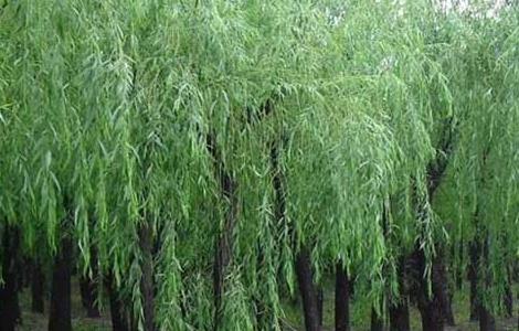 柳樹種植技術(shù)