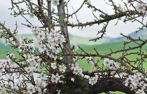 梅花什么時(shí)候開花