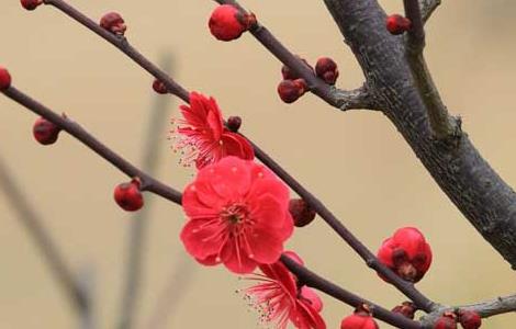 梅花什么時(shí)候開花