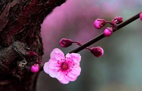 梅花什么時(shí)候開花