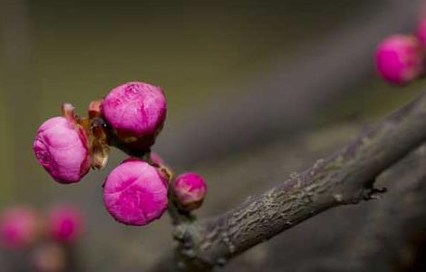 家里養(yǎng)梅花好嗎