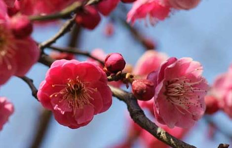 家里養(yǎng)梅花好嗎