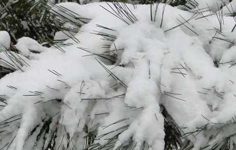 雪松的資料