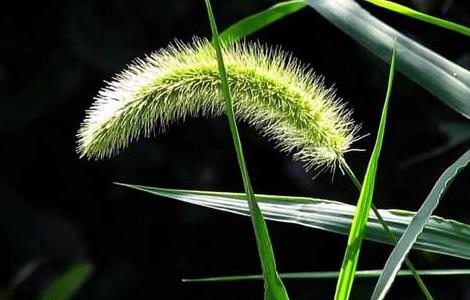 狗尾草种子价格及种植方法（狗尾草种子怎么种）