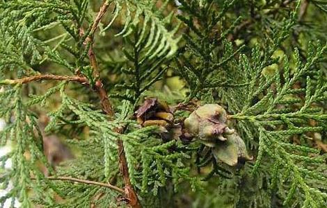 柏树种子价格及种植方法（柏树种子价格及种植方法视频）