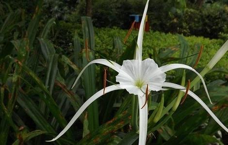 文殊兰和水鬼蕉的区别（水鬼蕉是兰花吗）