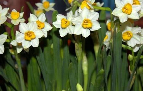 冬季水仙花的养殖方法（冬季水仙花的养殖方法和技术）