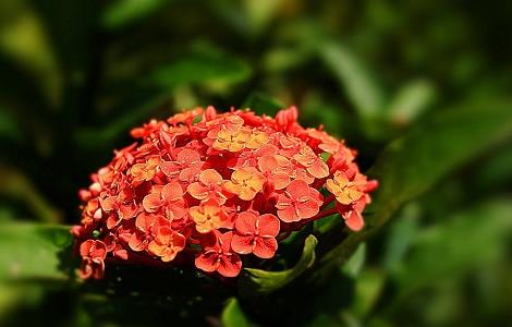 龙船花冬季养殖方法（龙船花冬季养殖方法和技术）