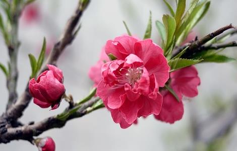 桃花夏季如何修剪 桃花夏季如何修剪枝条