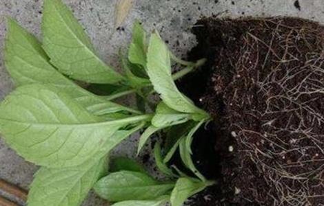 繡球花為什么不開花 繡球花不開花的原因及處理方法