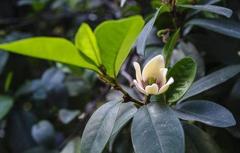 含笑花干枯原因及解决方法