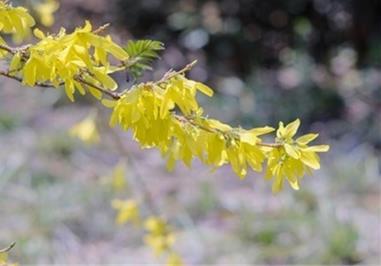 石家莊適合養(yǎng)什么花，市花和市樹是什么