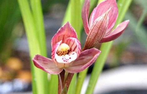 兰花开花后花茎怎么剪（兰花开花后花茎怎么剪掉）