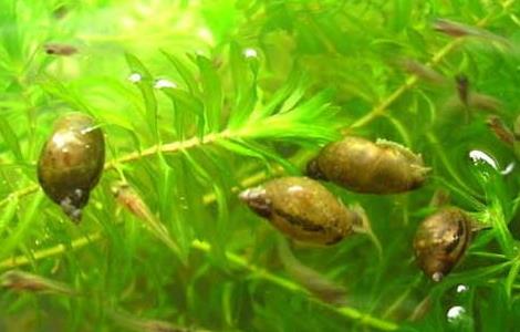 金鱼藻怎么养最好 金鱼藻适合养什么鱼