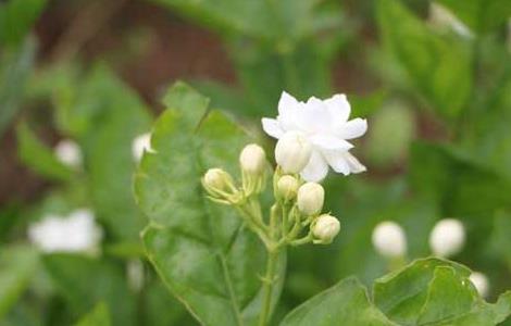 茉莉花的修剪方法 茉莉花怎样修剪视频