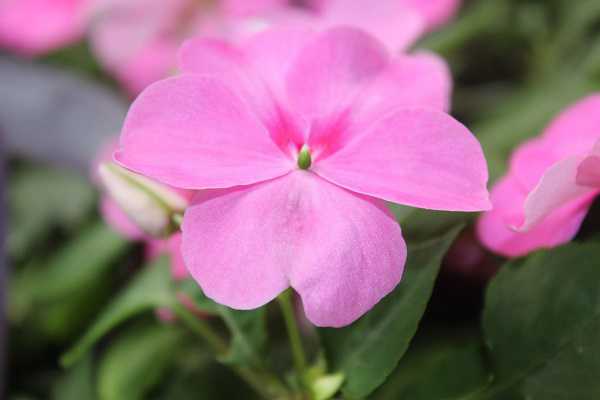 怎么種鳳仙花種子，種植流程是什么 鳳仙花種子的養(yǎng)殖方法