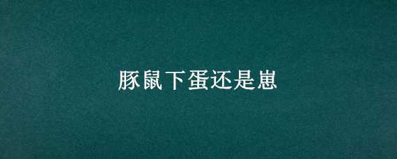 豚鼠下蛋还是崽（豚鼠下崽注意什么）