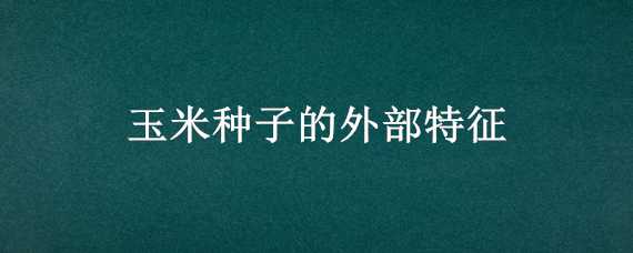 玉米种子的外部特征 玉米种子的外部特征和内部结构