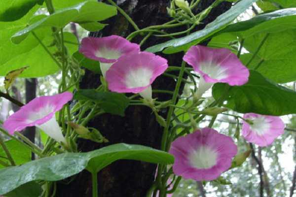 牵牛花的特点，如何养护牵牛花 牵牛花养护知识