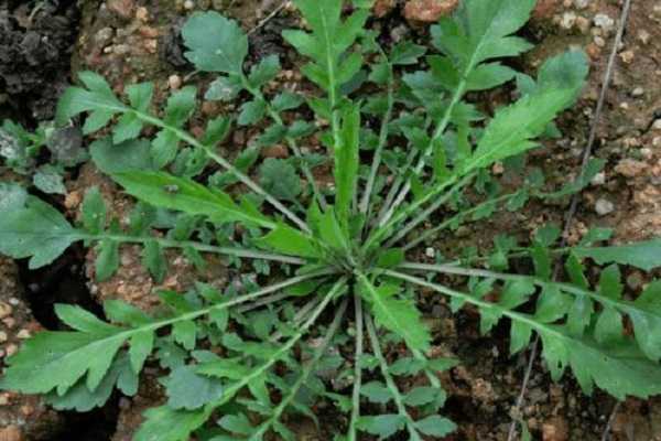 荠菜种子怎样催芽，荠菜的种植方法（荠菜种子怎么催芽）