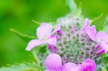 毛萼香芥 毛萼香芥的种植