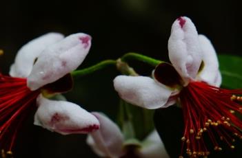 菲油果（菲油果耐寒最低温度）