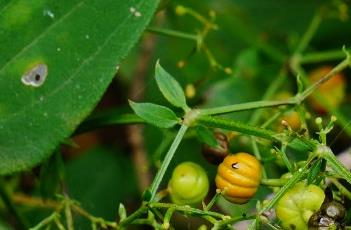 茜草