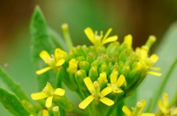 小花糖芥（小花糖芥的吃法）