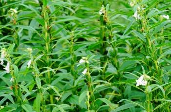 芝麻種植技術(shù)