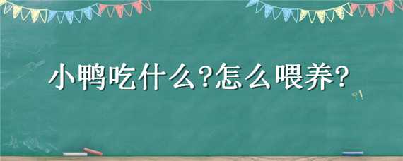 小鸭吃什么?怎么喂养?（如何饲养小鸭子吃什么）