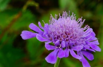 華北藍(lán)盆花