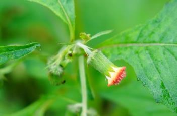 野茼蒿（野茼蒿的功效与作用）