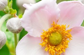 野棉花（野棉花根）