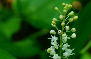 舞鶴草