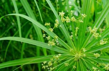 風(fēng)車草（風(fēng)車草在哪里采集）