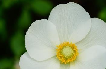 大花銀蓮花（野生金蓮花）