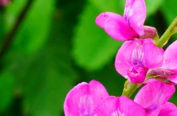 蓝花棘豆（蓝花棘豆根）